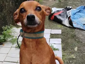 Cachorro raça Pinscher idade 5 anos nome Timão 