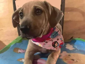 Cachorro raça SRD-ViraLata idade Abaixo de 2 meses nome Bbs lindos!