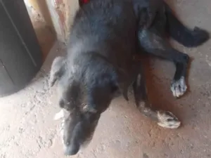 Cachorro raça Labrador idade 6 ou mais anos nome LUIS CARLOS GRECCO