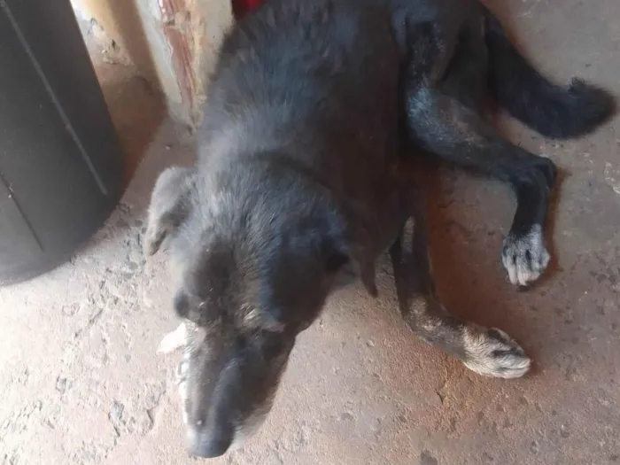 Cachorro ra a Labrador idade 6 ou mais anos nome LUIS CARLOS GRECCO