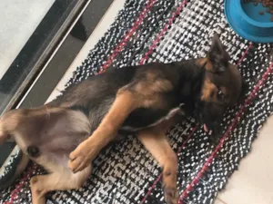 Cachorro raça SRD-ViraLata idade 2 a 6 meses nome Café 