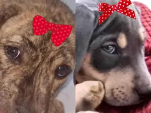 Cachorro raça SRD-ViraLata idade 2 a 6 meses nome Cacau e Malu 