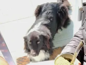 Cachorro raça SRD-ViraLata idade 3 anos nome Zulema 