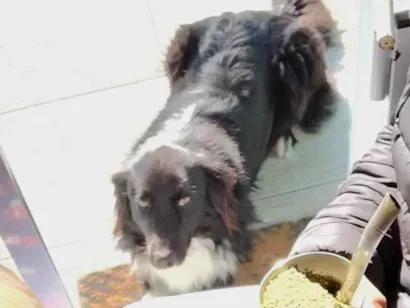 Cachorro raça SRD-ViraLata idade 3 anos nome Zulema 