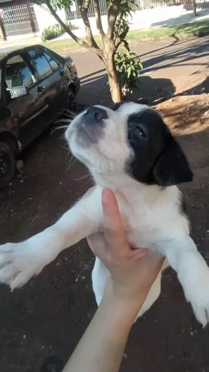 Cachorro raça SRD-ViraLata idade Abaixo de 2 meses nome bolofofo