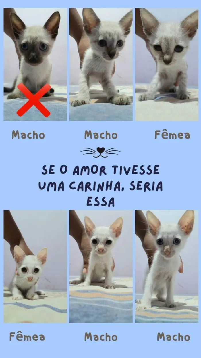 Gato ra a SRD-ViraLata idade 2 a 6 meses nome Gatinhos (sem nome)