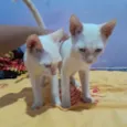 Gatinhos (sem nome)