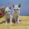 Gatinhos (sem nome)