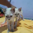 Gatinhos (sem nome)