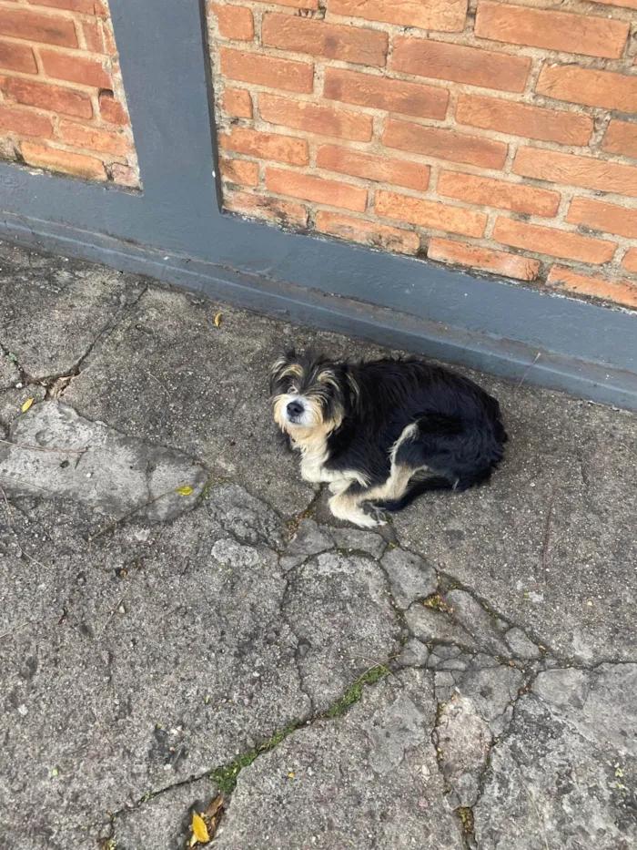 Cachorro ra a Basset-Cofap idade 4 anos nome Nao sabemos