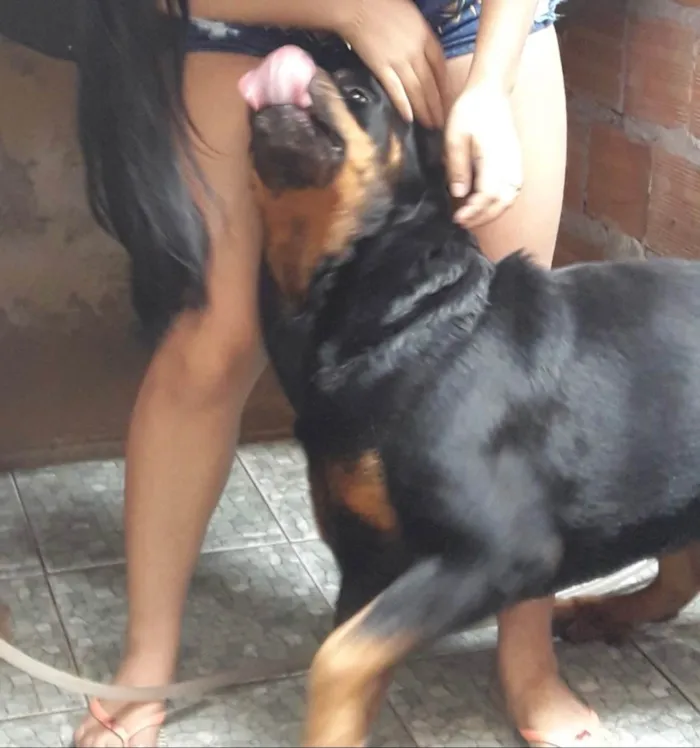 Cachorro ra a Rottweiler idade 6 ou mais anos nome Hulk