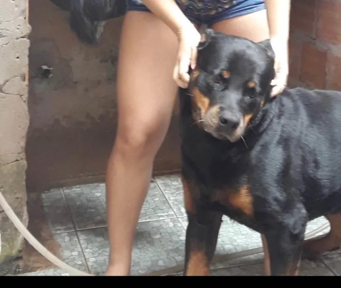 Cachorro ra a Rottweiler idade 6 ou mais anos nome Hulk