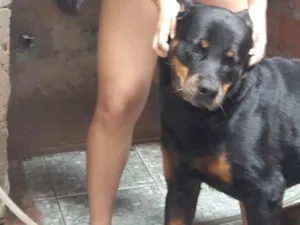 Cachorro raça Rottweiler idade 6 ou mais anos nome Hulk