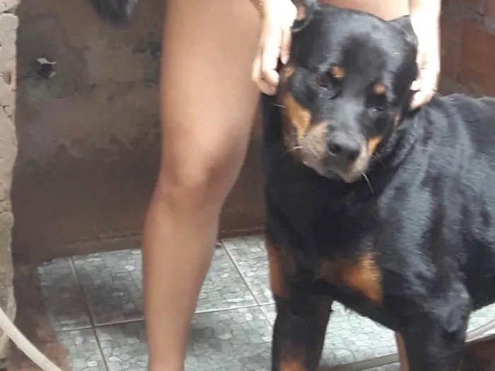 Cachorro ra a Rottweiler idade 6 ou mais anos nome Hulk