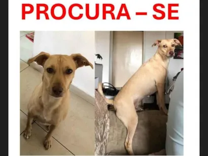 Cachorro raça SRD-ViraLata idade 3 anos nome Penélope 