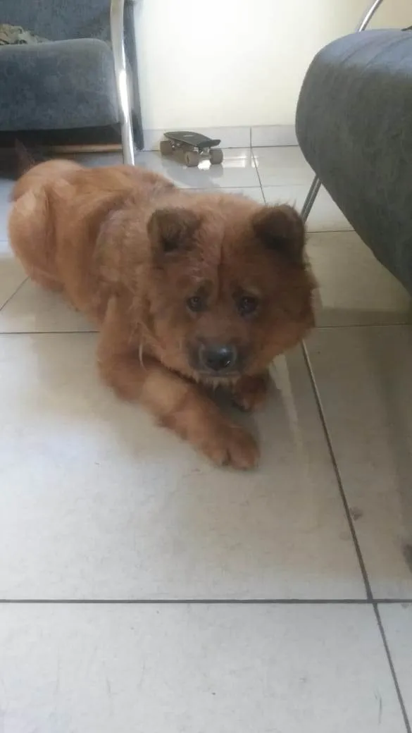 Cachorro ra a Chow Chow idade 2 anos nome Sem nome