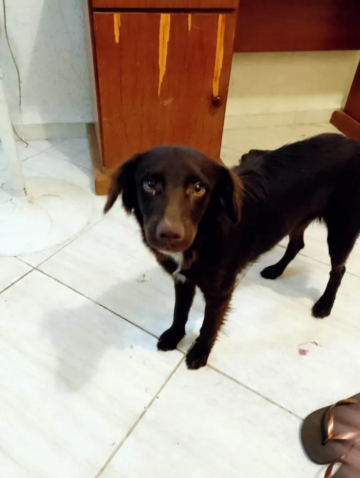 Cachorro ra a SRD-ViraLata idade 7 a 11 meses nome Bob