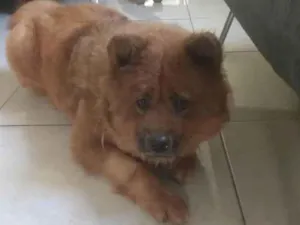 Cachorro raça Chow Chow idade 2 anos nome Sem nome