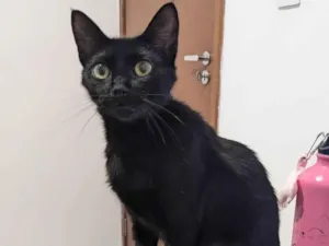 Gato raça SRD-ViraLata idade 3 anos nome Bao