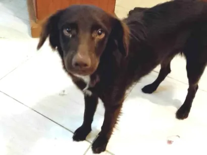 Cachorro raça SRD-ViraLata idade 7 a 11 meses nome Bob