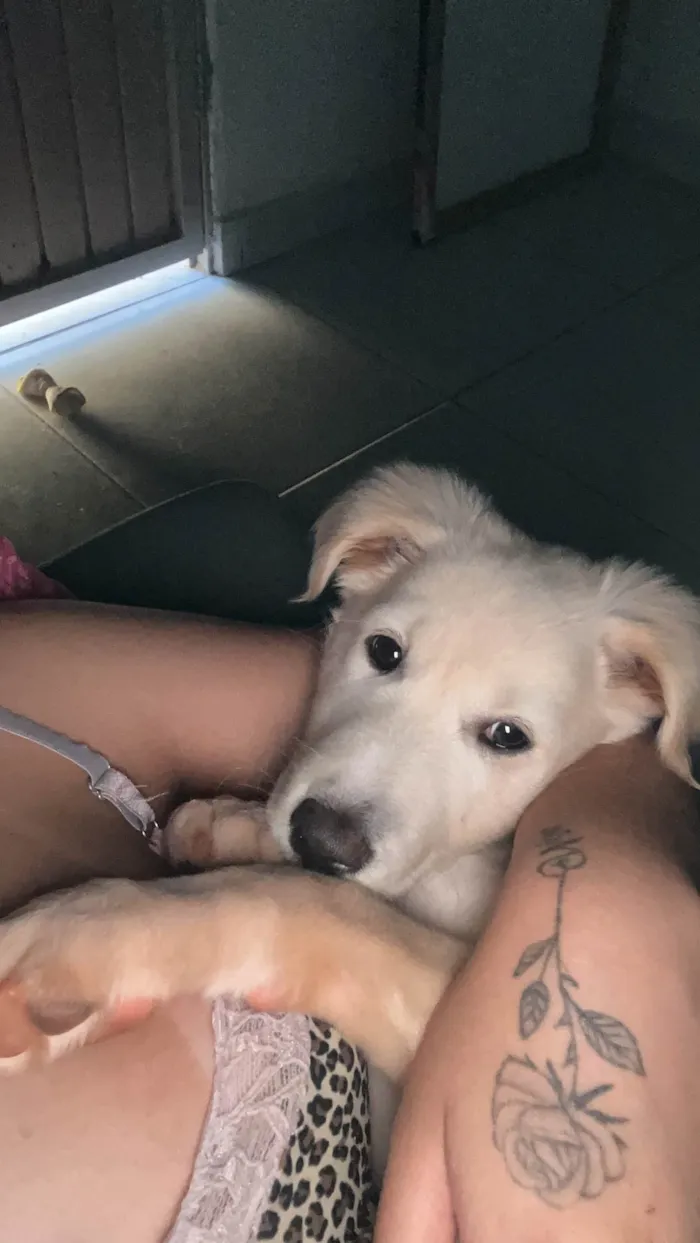 Cachorro ra a SRD-ViraLata idade 2 a 6 meses nome Luke 