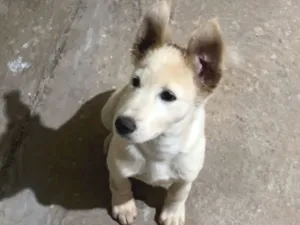 Cachorro raça SRD-ViraLata idade 2 a 6 meses nome Luke 