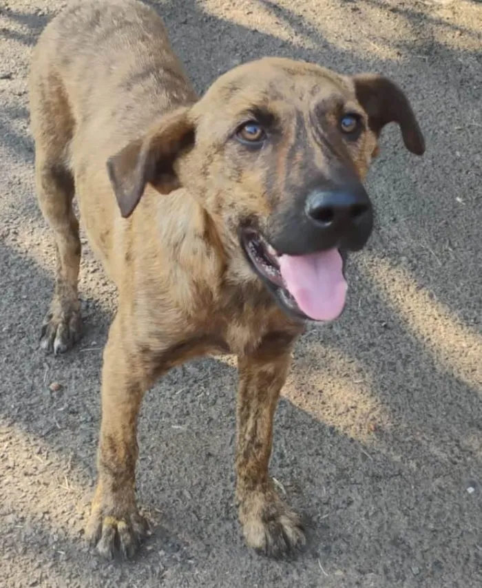 Cachorro ra a SRD-ViraLata idade 2 a 6 meses nome THOR