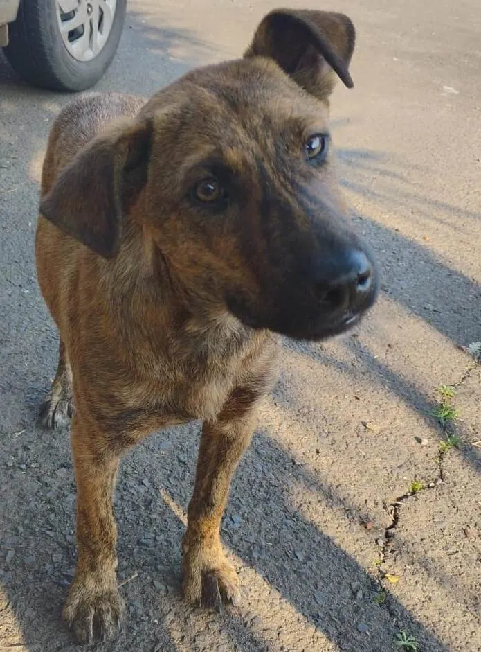 Cachorro ra a SRD-ViraLata idade 2 a 6 meses nome THOR