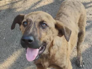 Cachorro raça SRD-ViraLata idade 2 a 6 meses nome THOR