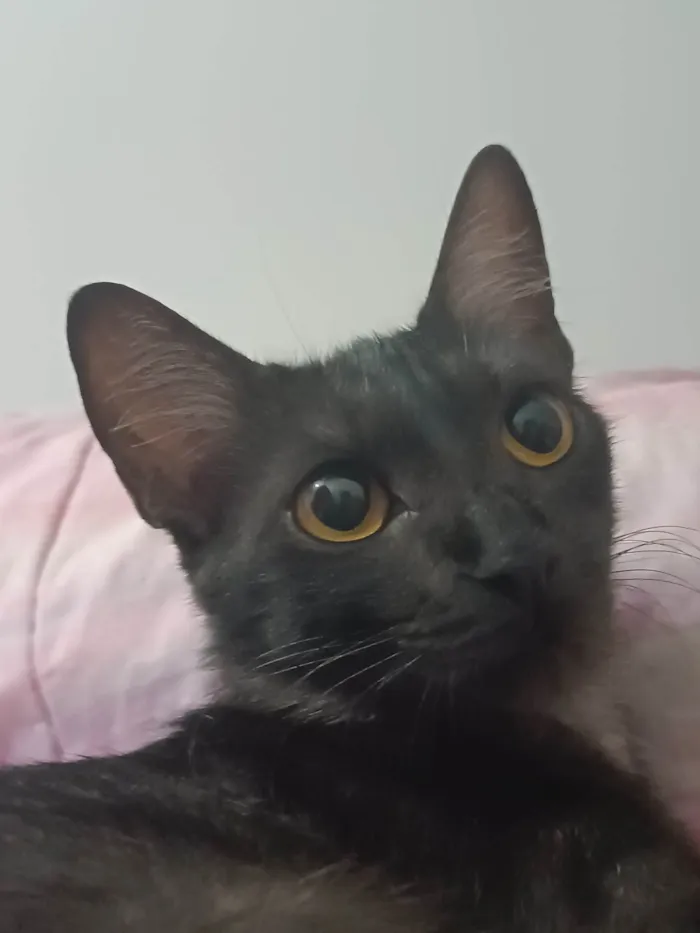 Gato ra a SRD-ViraLata idade 2 anos nome Frida