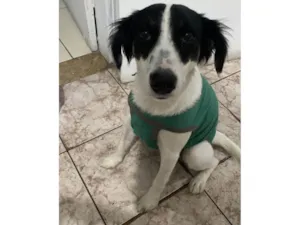 Cachorro raça SRD-ViraLata idade 7 a 11 meses nome Floquinho 