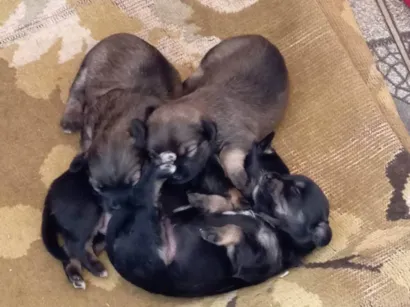 Cachorro raça Shitzu idade Abaixo de 2 meses nome Sem nomes 