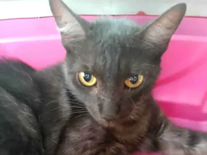 Gato raça SRD-ViraLata idade 2 anos nome Frida