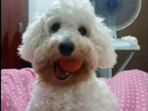 Cachorro raça Poodle idade 6 ou mais anos nome Luck