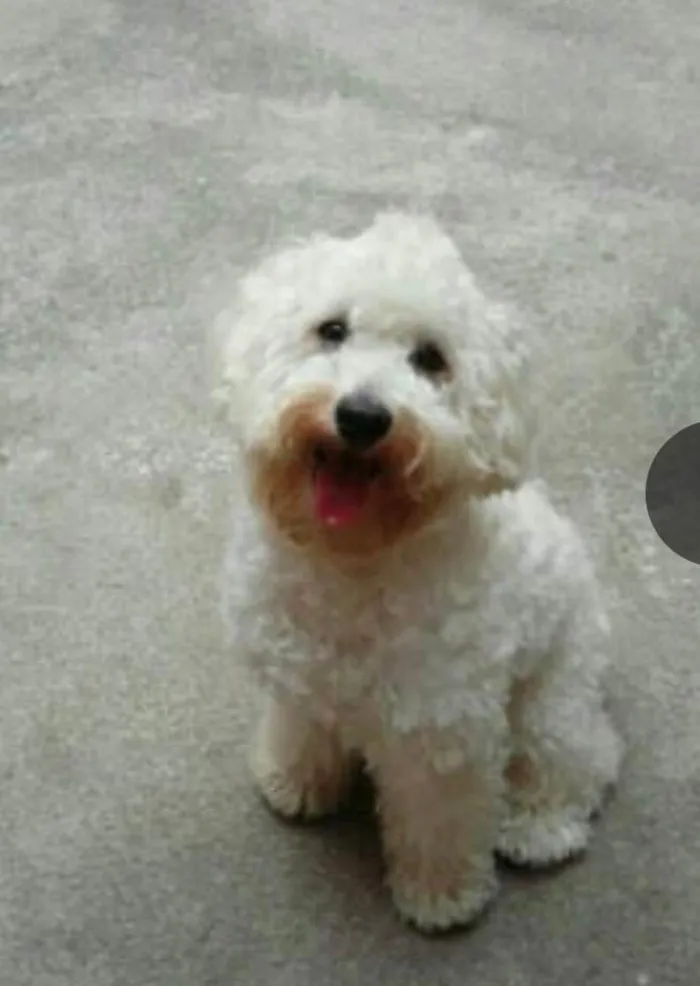 Cachorro ra a Poodle idade 6 ou mais anos nome Luck