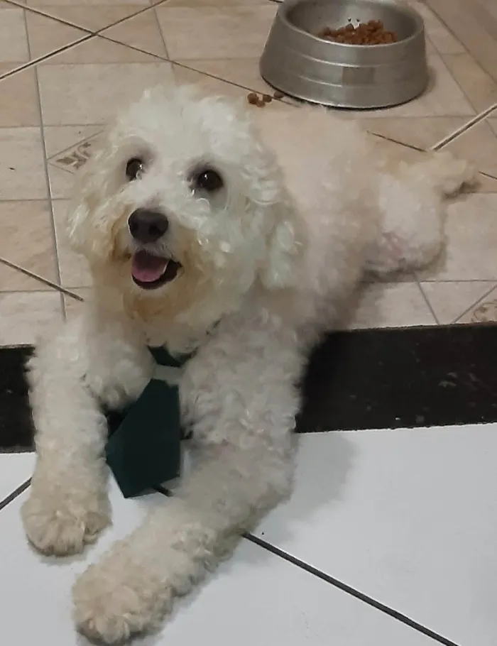 Cachorro ra a Poodle idade 6 ou mais anos nome Luck