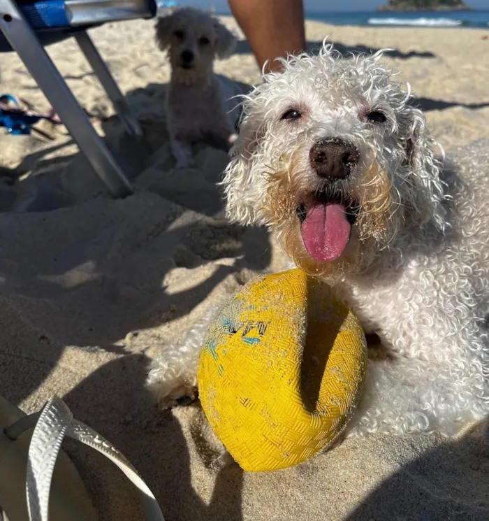 Cachorro ra a Poodle idade 6 ou mais anos nome Luck