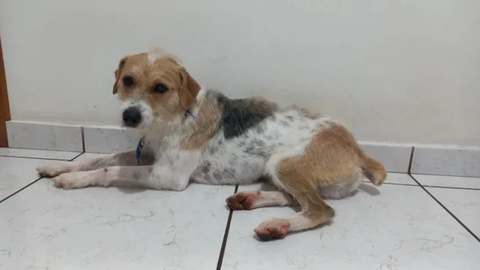 Cachorro ra a SRD-ViraLata idade 2 anos nome Mané 