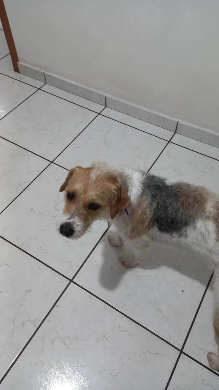 Cachorro ra a SRD-ViraLata idade 2 anos nome Mané 