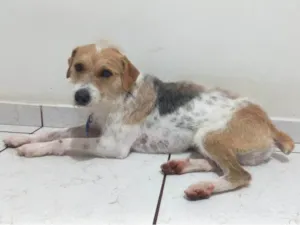 Cachorro raça SRD-ViraLata idade 2 anos nome Mané 