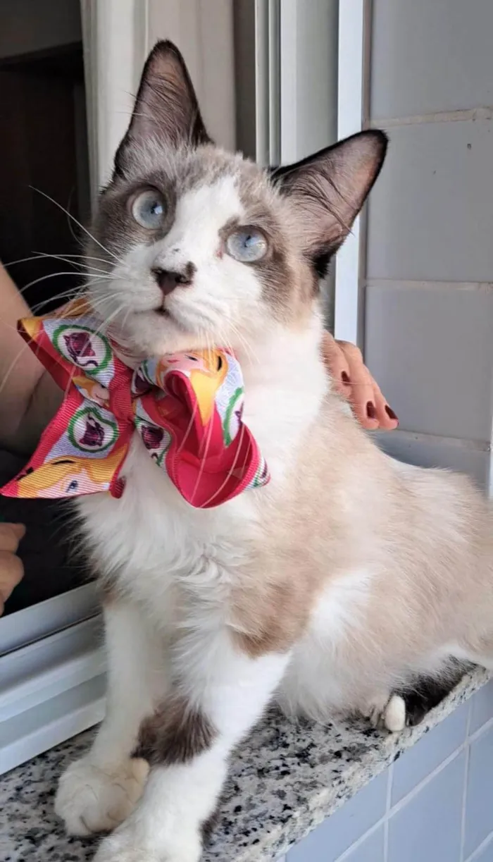 Gato ra a Siamês idade 1 ano nome CLÉO