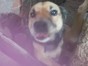 Cachorro raça SRD-ViraLata idade 6 ou mais anos nome Bob