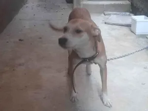 Cachorro raça SRD-ViraLata idade 2 anos nome Florzinha 