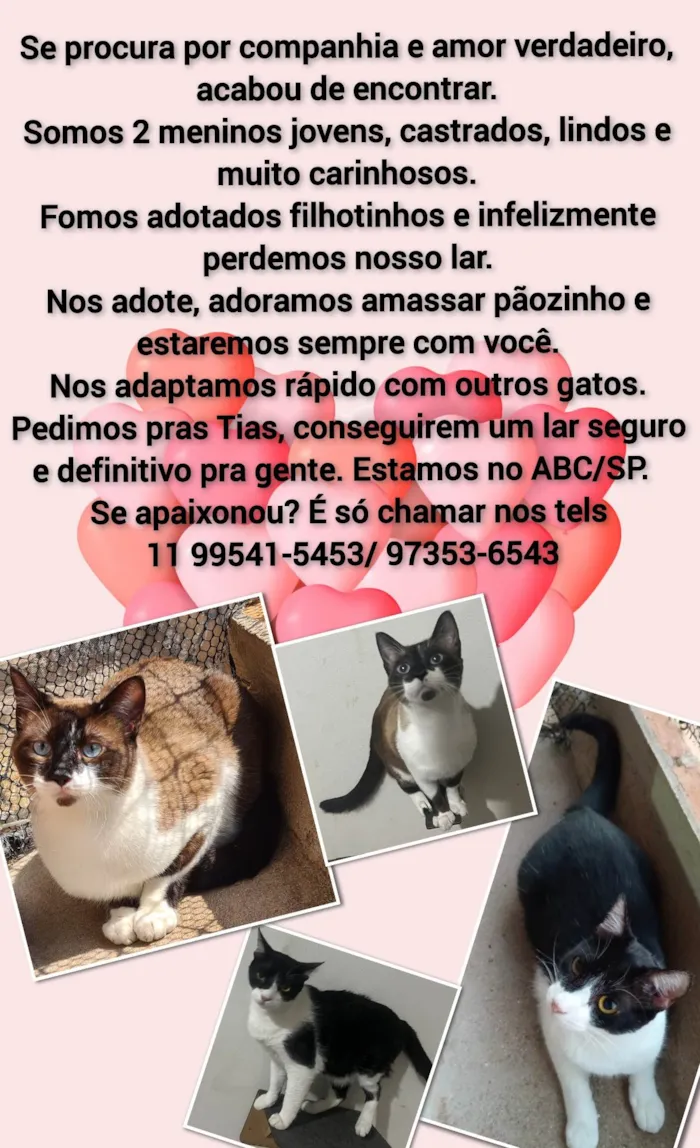 Gato ra a Srd idade 1 ano nome Chico e Bento