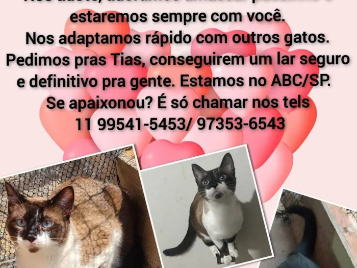 Gato ra a Srd idade 1 ano nome Chico e Bento