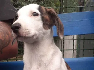 Cachorro raça SRD-ViraLata idade 2 a 6 meses nome Suzana