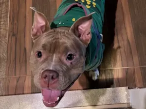 Cachorro raça Pit-Bull idade 2 anos nome Kiara