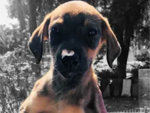 Cachorro raça SRD-ViraLata idade 2 a 6 meses nome Ivete