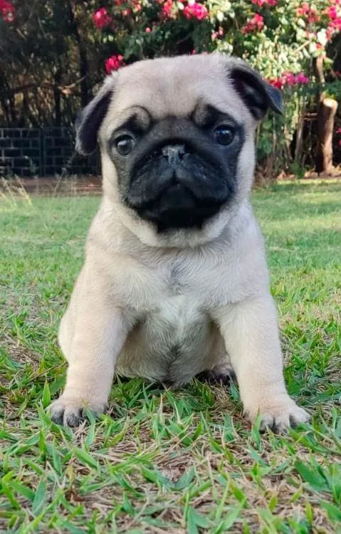 Cachorro ra a PUG idade 2 a 6 meses nome Jorge