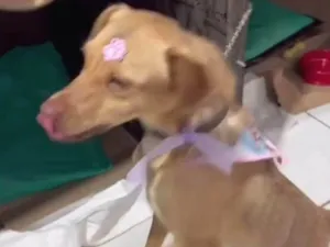 Cachorro raça SRD-ViraLata idade 2 a 6 meses nome Barbie 